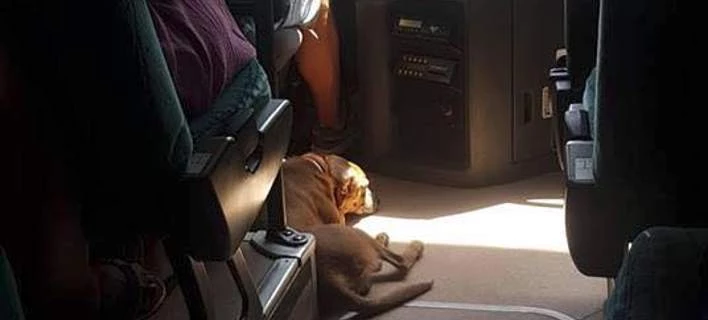 Οδηγός KTΕΛ στη Σκιάθο παίρνει μαζί του αδέσποτο σκύλο για να μην υποφέρει από τον καύσωνα